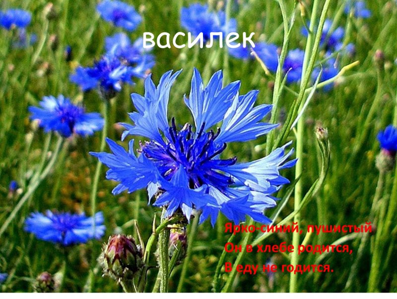 Василек синий "Блауэр Юнге"