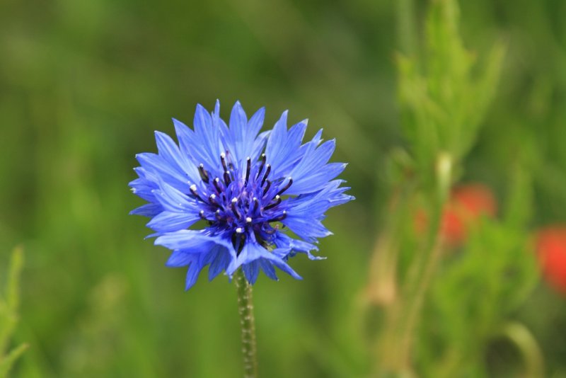 Василек голубой (Centaurea cyanus