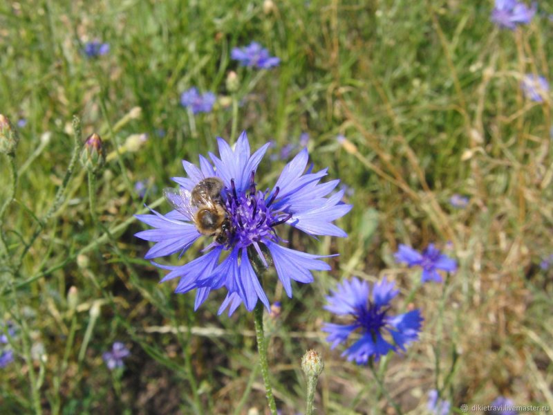 Василек синий (Centaurea cyanus)