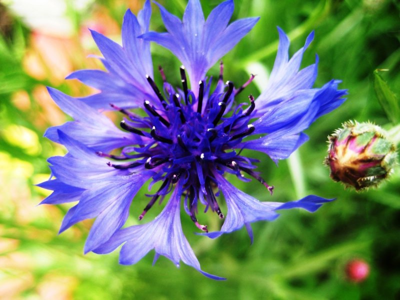 Василёк Centaurea