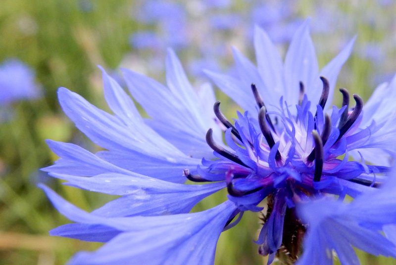 Василёк Донской (Centaurea tanaitica Klok.)