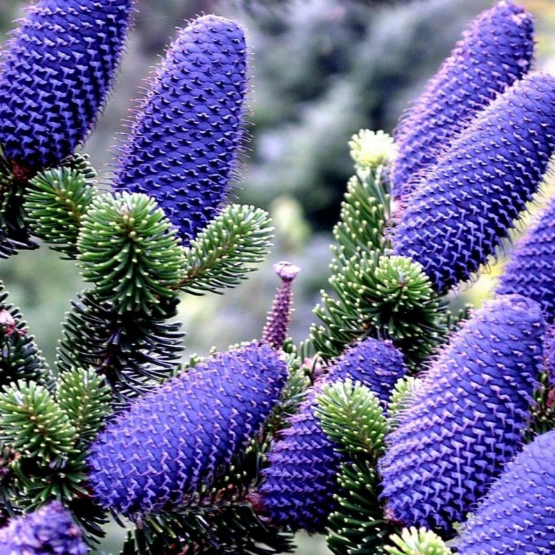 Ель Abies Koreana