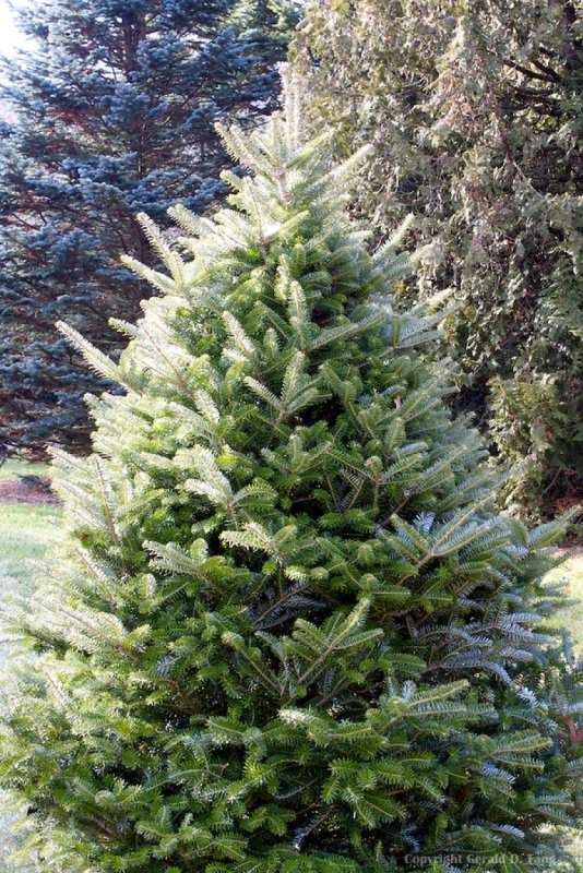 Ель Abies Koreana