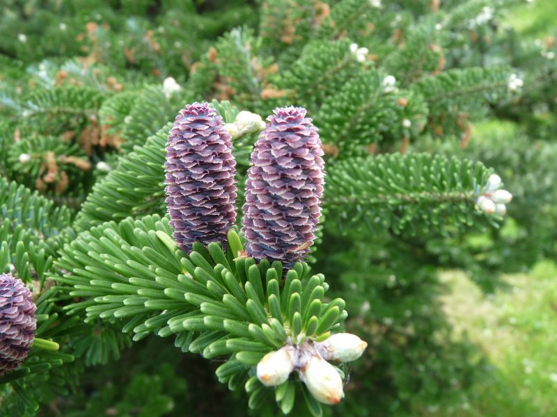Пихта Abies Koreana