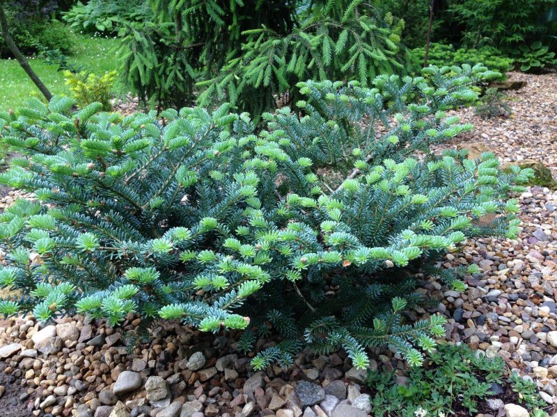Abies Koreana (пихта корейская) 'Silver Star'