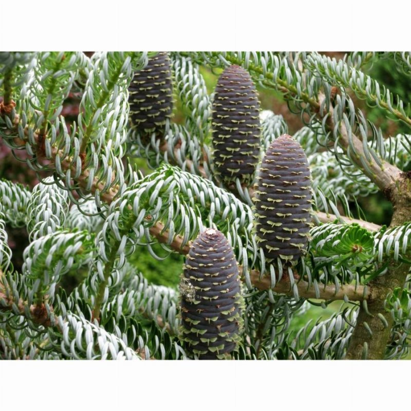 Пихта Abies Koreana Bonsai Blue