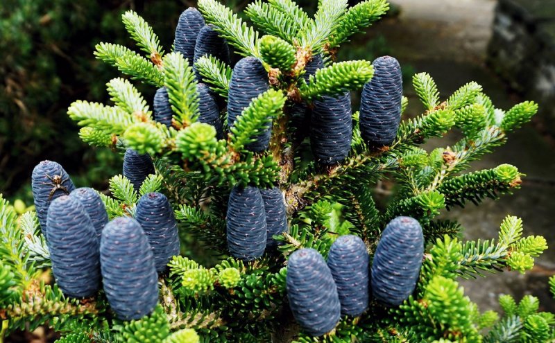 Пихта корейская Abies Koreana