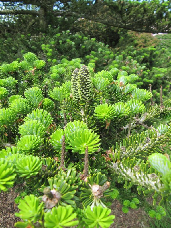 Ель Abies Koreana