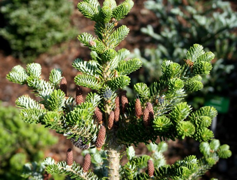Abies Koreana