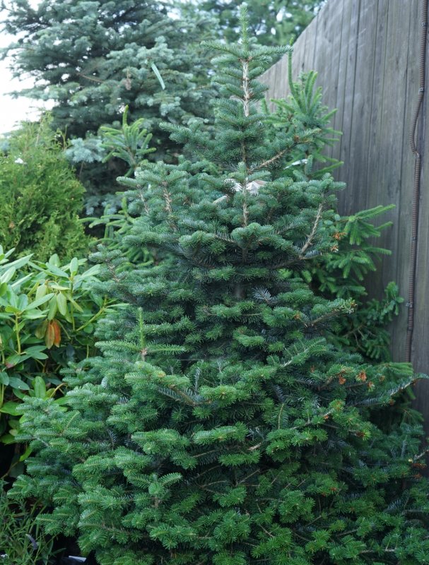 Пихта корейская (Abies Koreana Oberon
