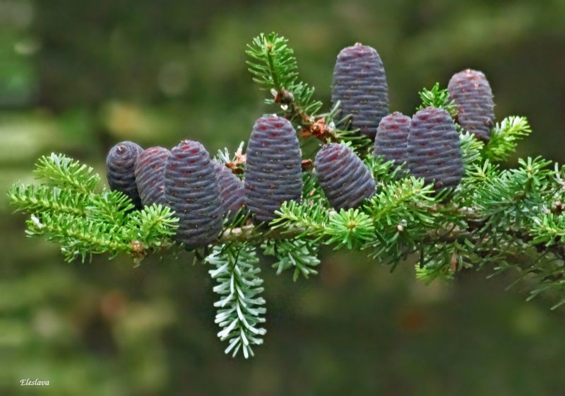 Пихта корейская (Abies Koreana Oberon