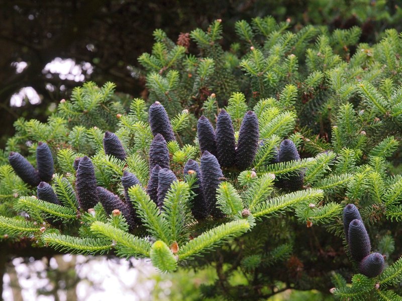Ель Abies Koreana