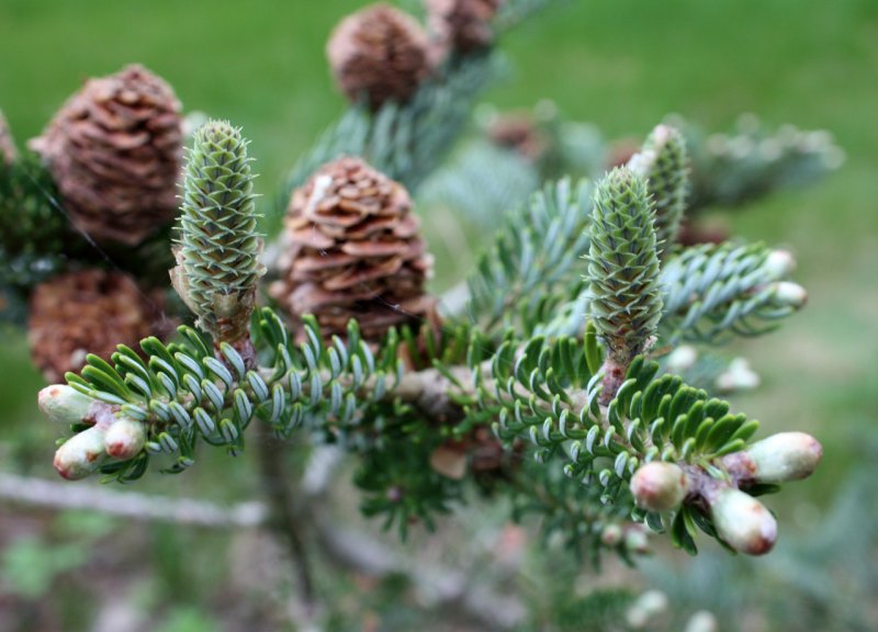 Abies Koreana Pancake