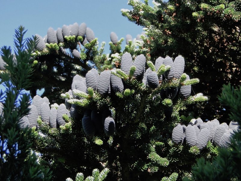 Ель Abies Koreana