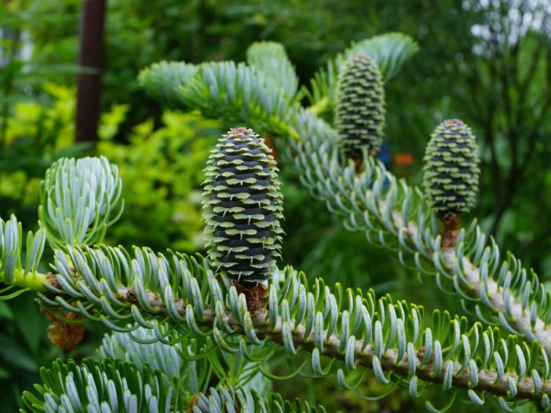 Пихта Abies Koreana
