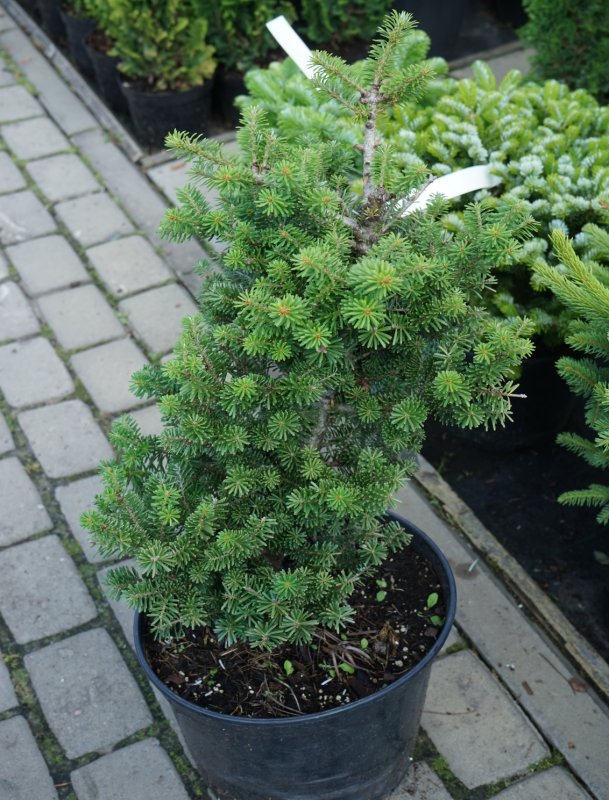 Abies Koreana 'Discus'