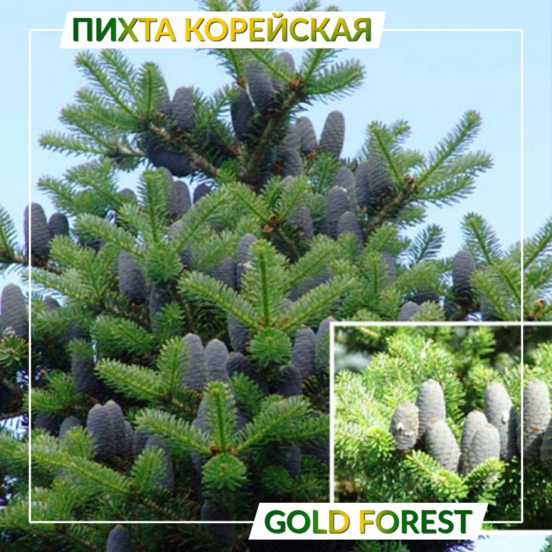 Пихта корейская Оберон