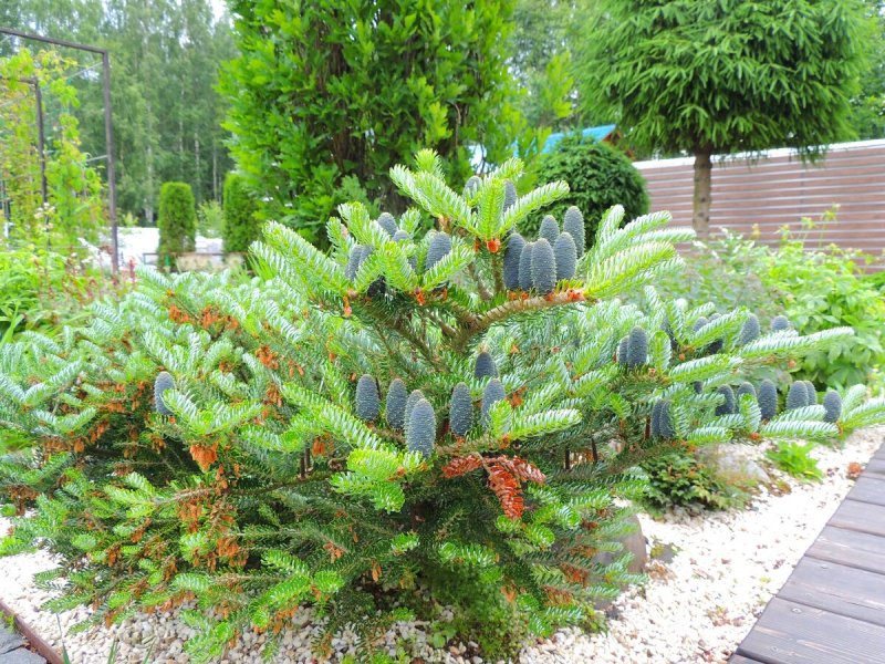 Abies Koreana (пихта корейская) 'kohout's Icebreaker'