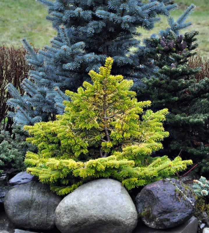 Abies procera 'Rattail'