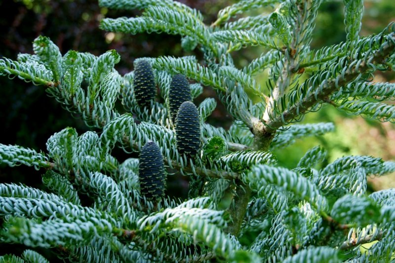 Abies Koreana Brilliant