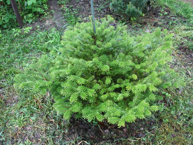 Abies Koreana 'Tundra'