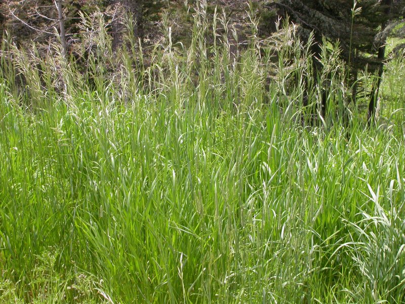Костер безостый (Bromus inermis