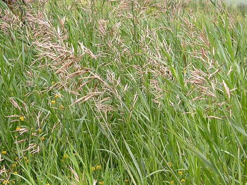 Костёр ржаной (Bromus secalinus)