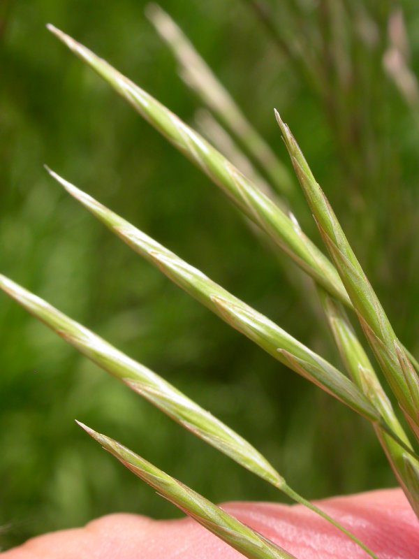 Bromus japonicus