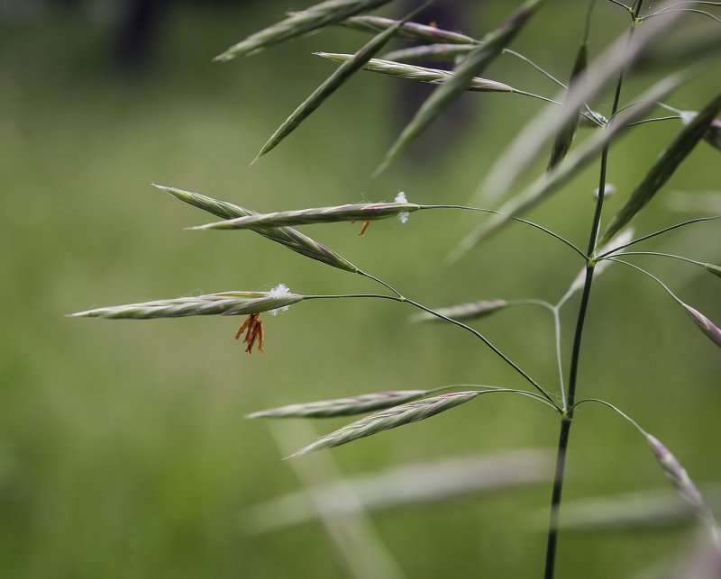 Костёр ржаной (Bromus secalinus)