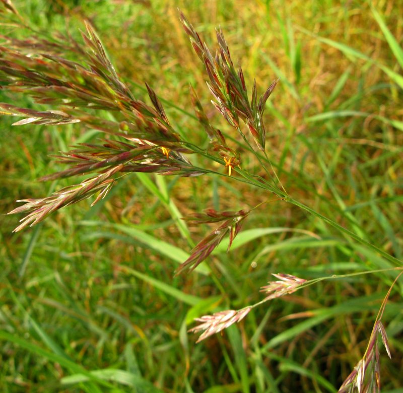 Просо Panicum virgatum Heavy Metal