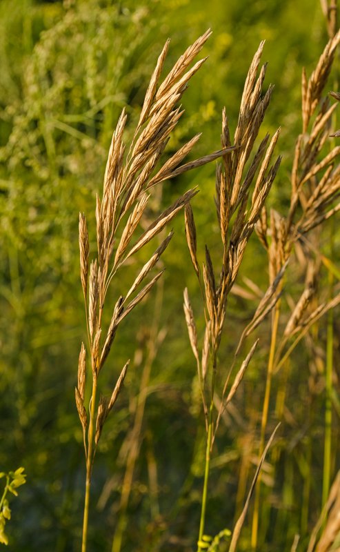 Костер безостый (Bromus inermis