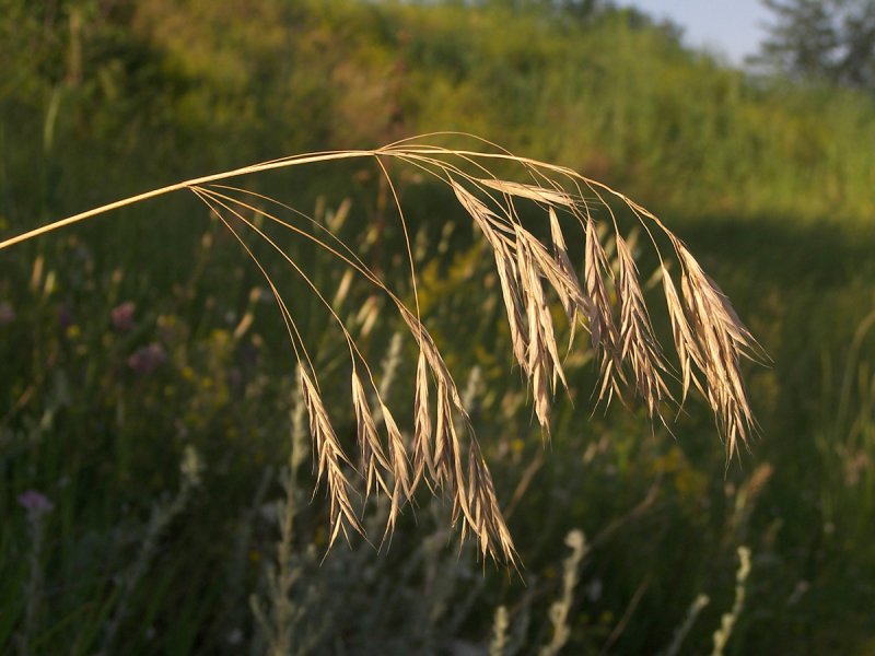 Bromus secalinus