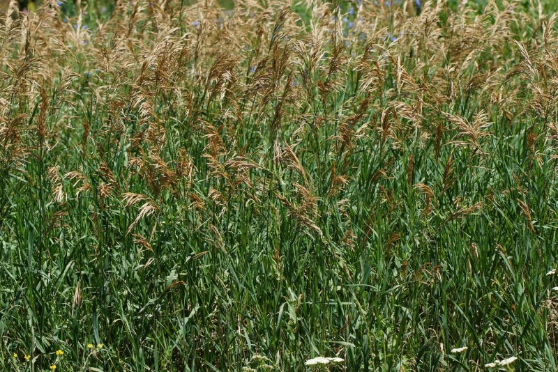 Костер безостый (Bromus inermis