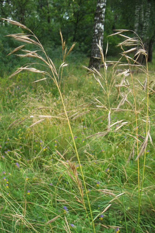 Костер безостый (Bromus inermis