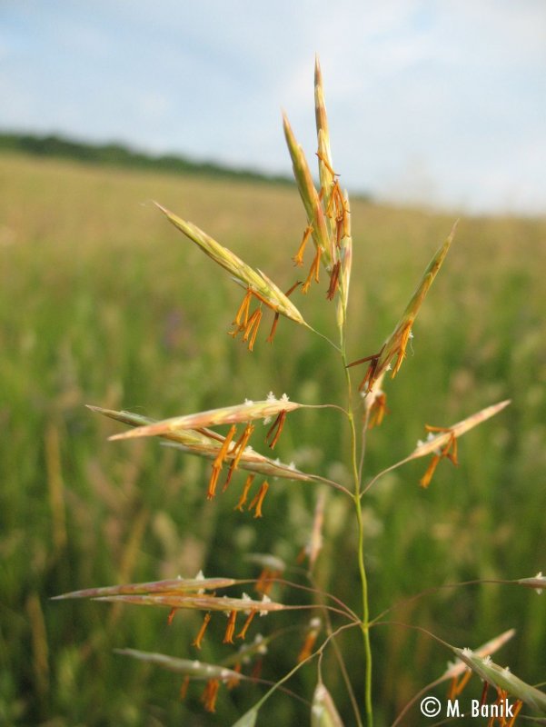 Костёр ржаной (Bromus secalinus)