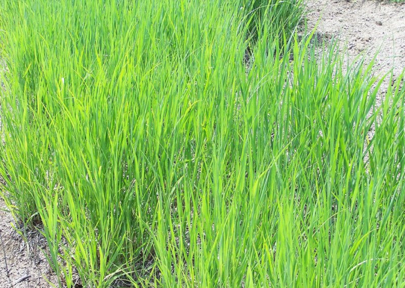 Костер безостый (Bromus inermis