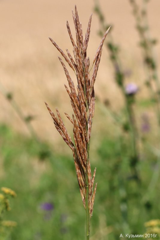 Костер безостый (Bromus inermis