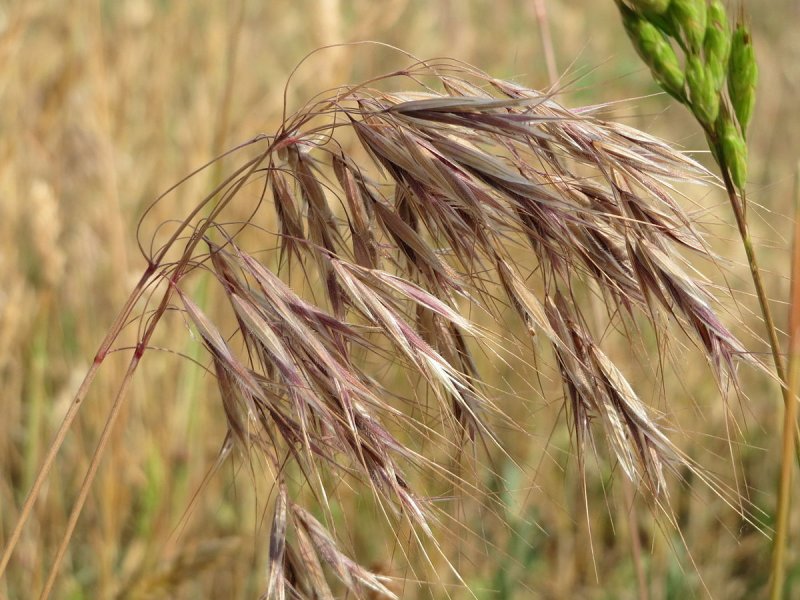 Колосок Bromus secalinus