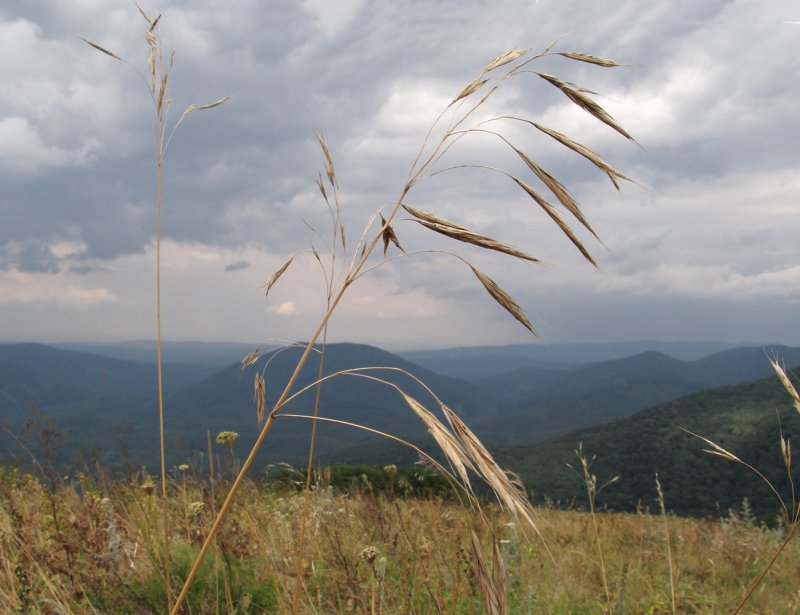 Костер полевой (Bromus arvensis)
