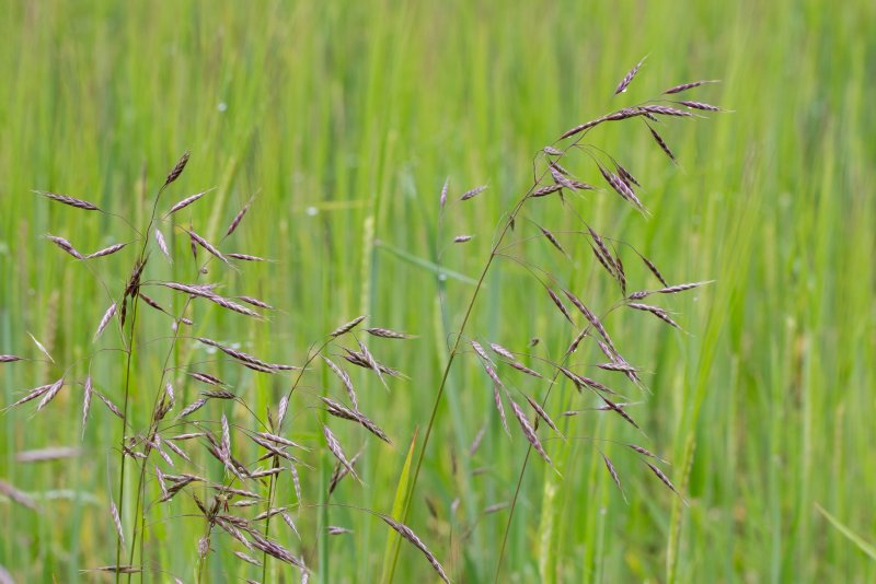 Костер полевой (Bromus arvensis)
