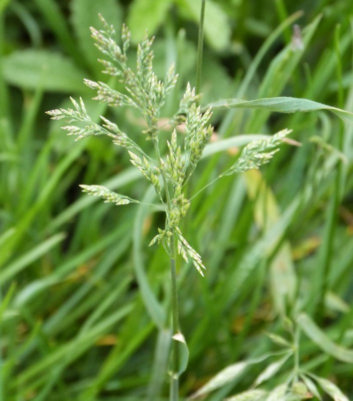 Bromus hordeaceus