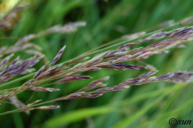 Трава Bromus sterilis