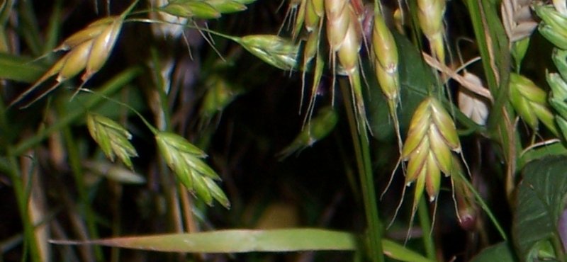 Bromus mollis
