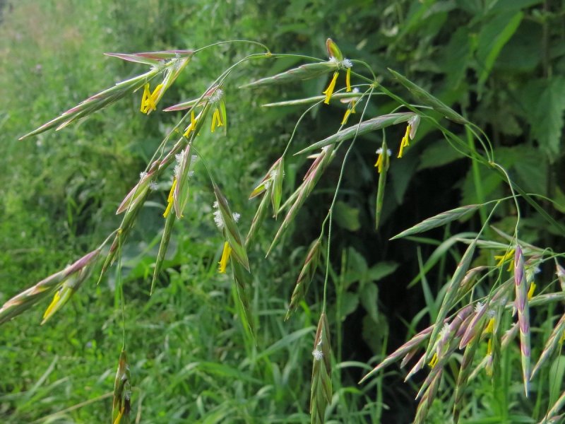 Bromus inermis
