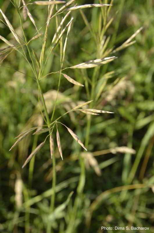 Bromopsis inermis