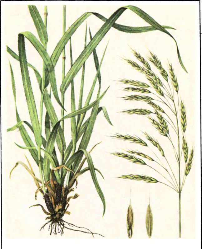 Костёр ржаной (Bromus secalinus)