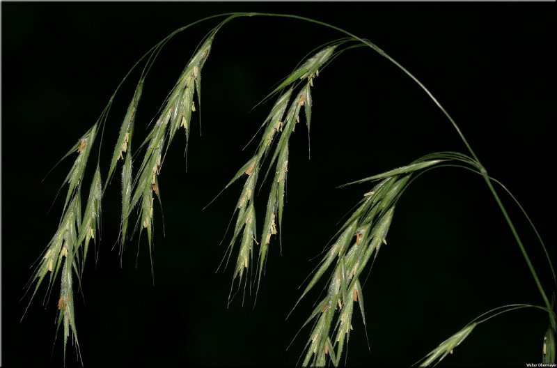 Bromus secalinus