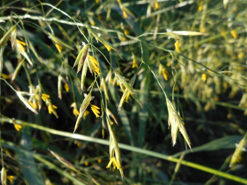 Костер безостый (Bromus inermis