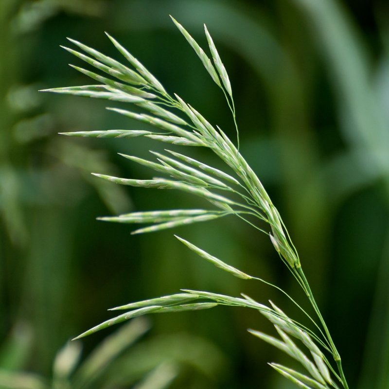 Кострец безостый Bromus inermis