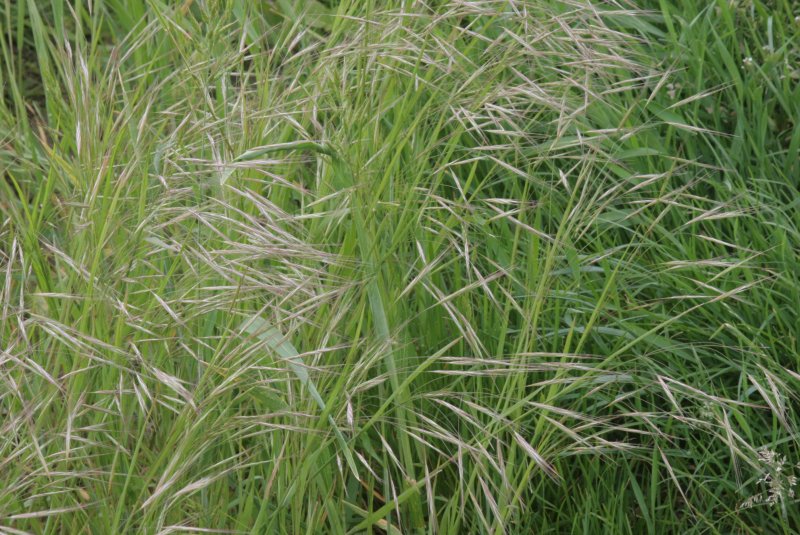 Bromus tectorum